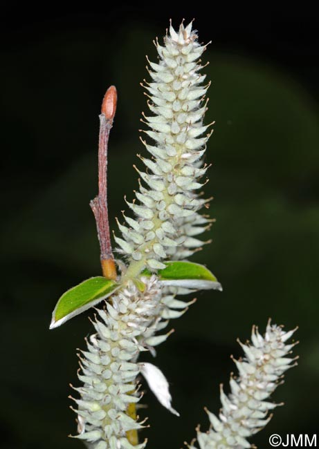 Salix helvetica