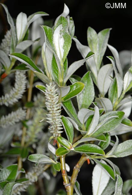 Salix helvetica