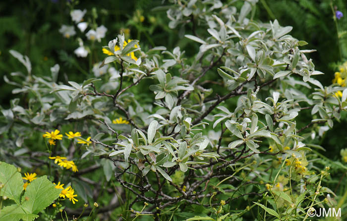 Salix lapponum