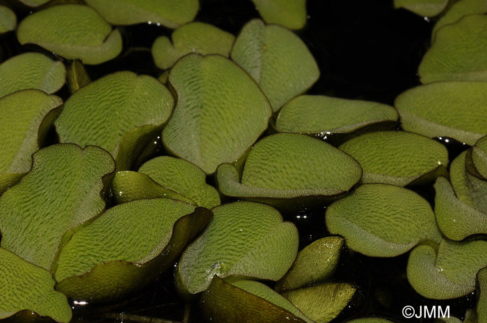 Salvinia natans