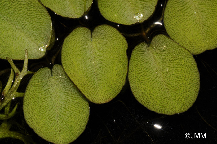 Salvinia natans