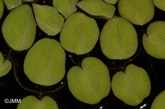 Salvinia natans