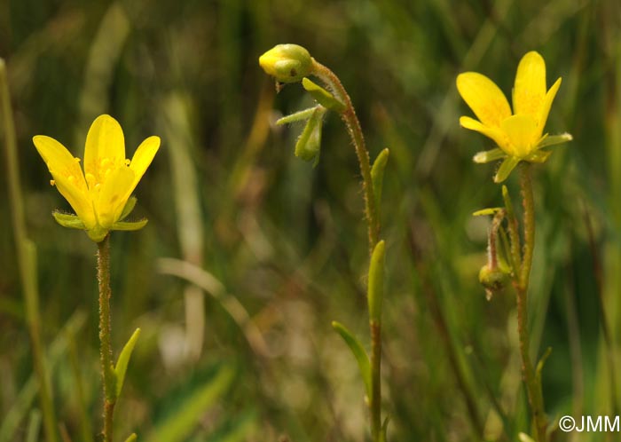 Saxifraga hirculus