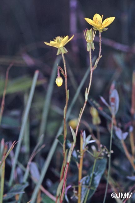 Saxifraga hirculus