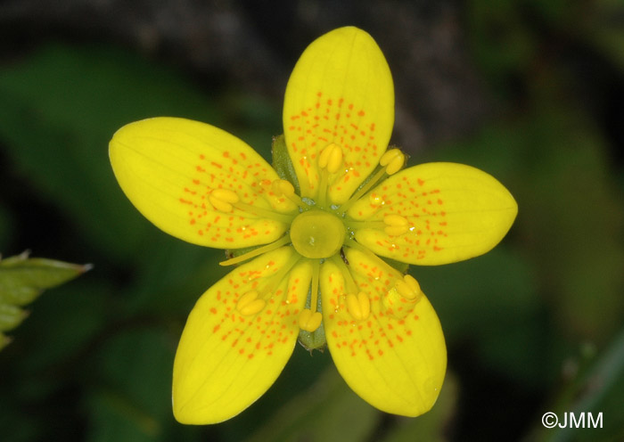 Saxifraga hirculus