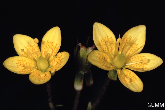 Saxifraga hirculus