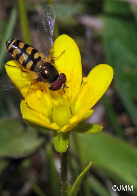 Saxifraga hirculus