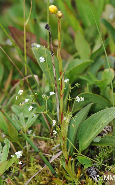 Saxifraga hirculus