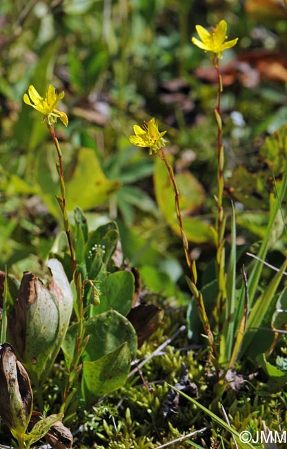 Saxifraga hirculus