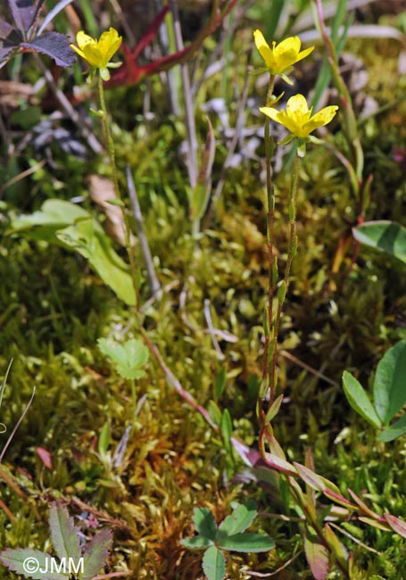 Saxifraga hirculus