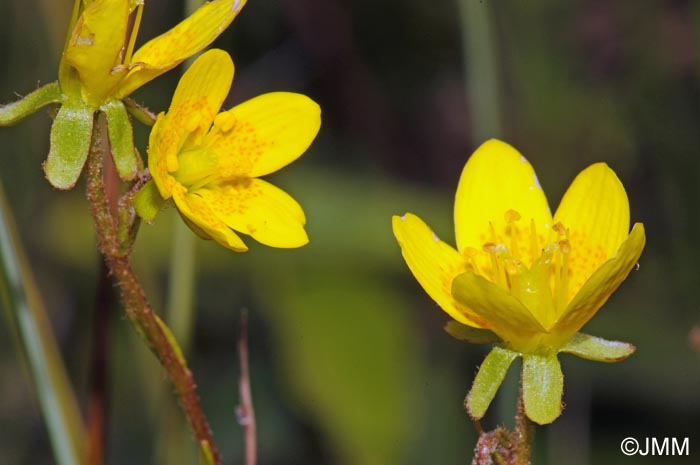 Saxifraga hirculus