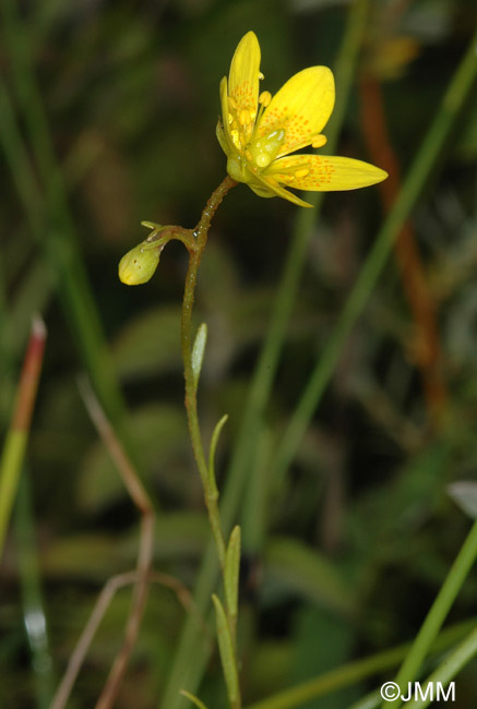 Saxifraga hirculus