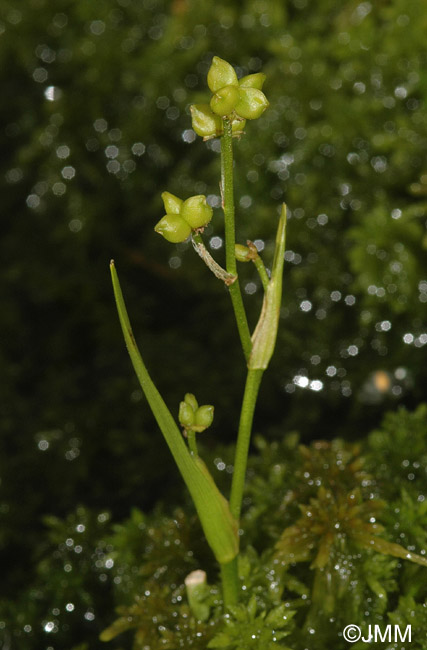 Scheuchzeria palustris