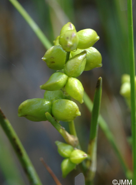 Scheuchzeria palustris