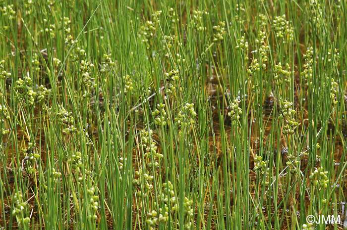 Scheuchzeria palustris