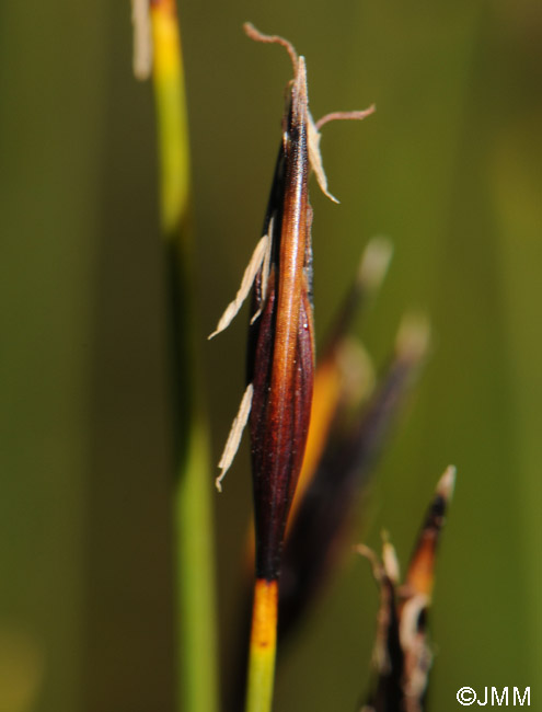 Schoenus ferrugineus