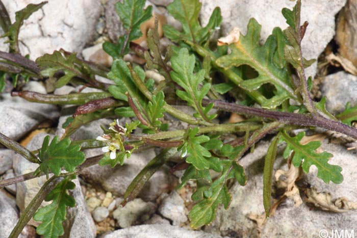 Sisymbrium supinum