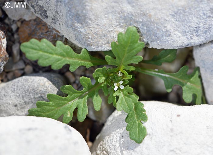 Sisymbrium supinum