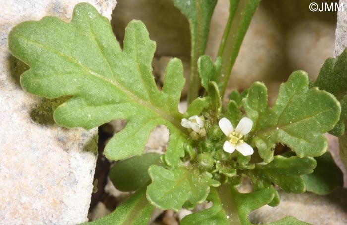 Sisymbrium supinum