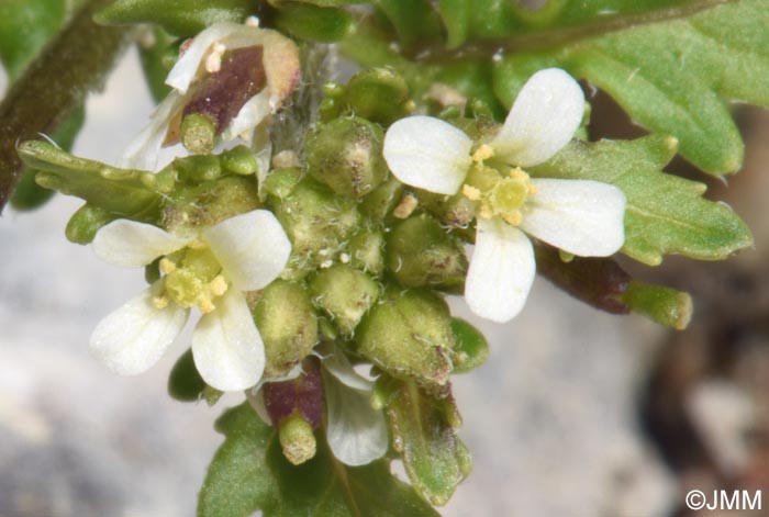 Sisymbrium supinum