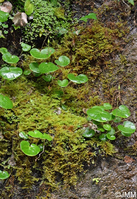 Soldanella villosa