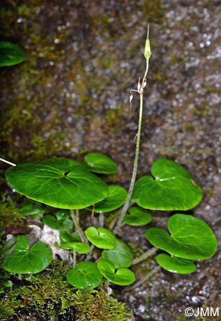 Soldanella villosa