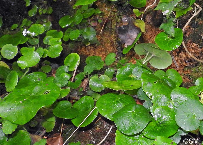 Soldanella villosa & Saxifraga hirsuta