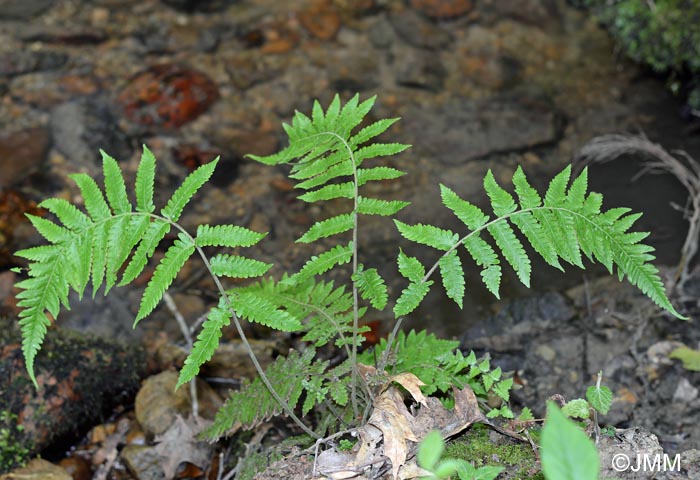 Stegnogramma pozoi = Cyclosorus pozoi