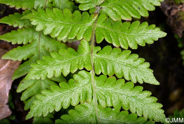 Stegnogramma pozoi = Cyclosorus pozoi