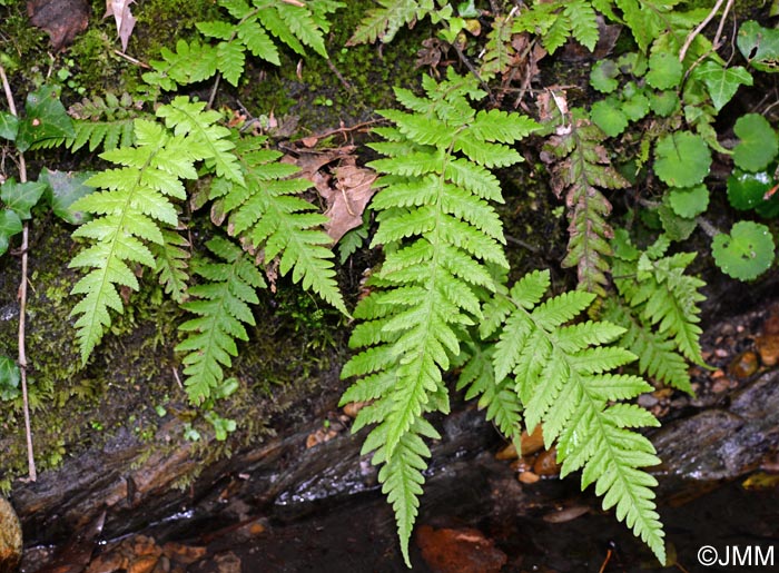 Stegnogramma pozoi = Cyclosorus pozoi