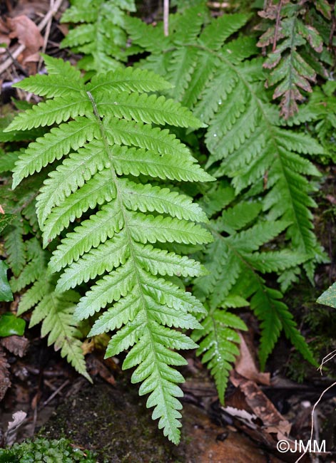 Stegnogramma pozoi = Cyclosorus pozoi