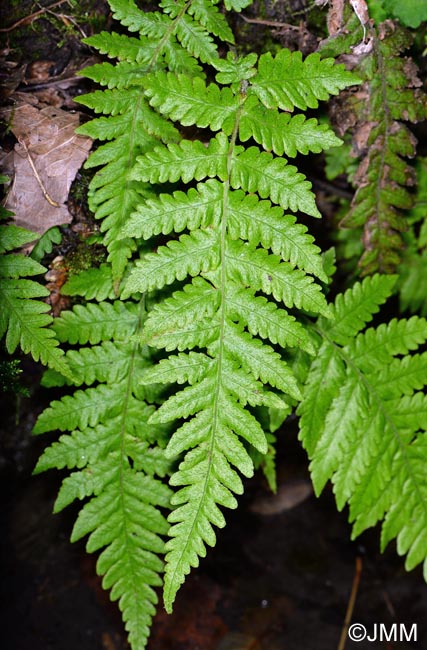 Stegnogramma pozoi = Cyclosorus pozoi