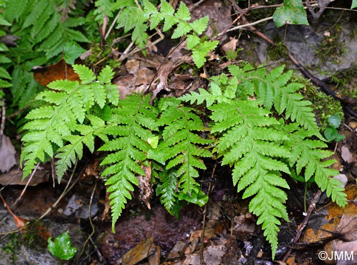 Stegnogramma pozoi = Cyclosorus pozoi