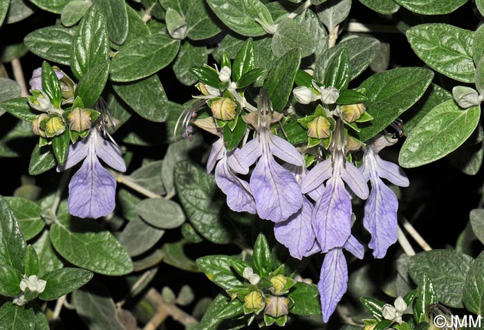 Teucrium fruticans