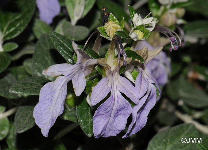 Teucrium fruticans