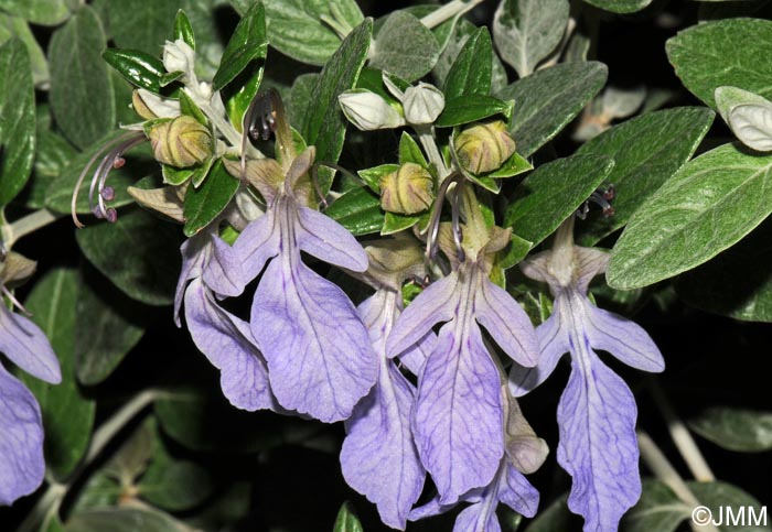 Teucrium fruticans