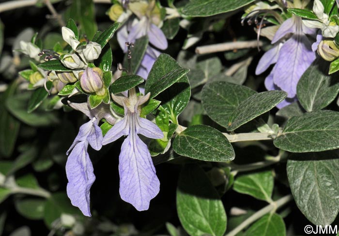 Teucrium fruticans