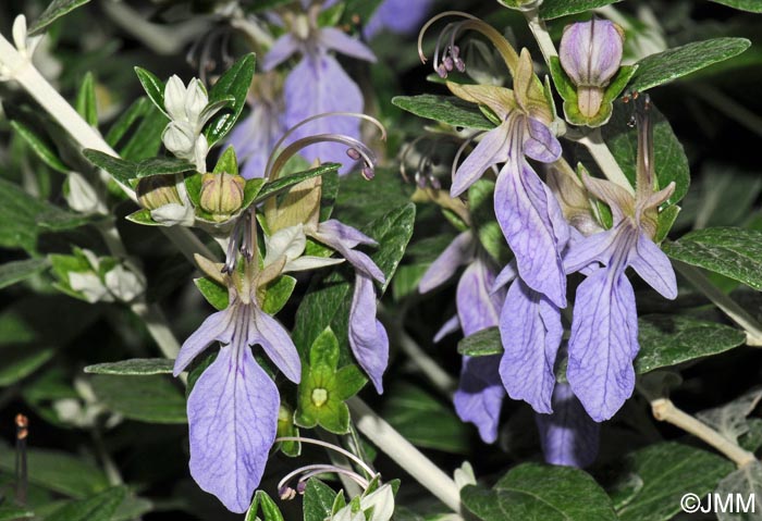 Teucrium fruticans