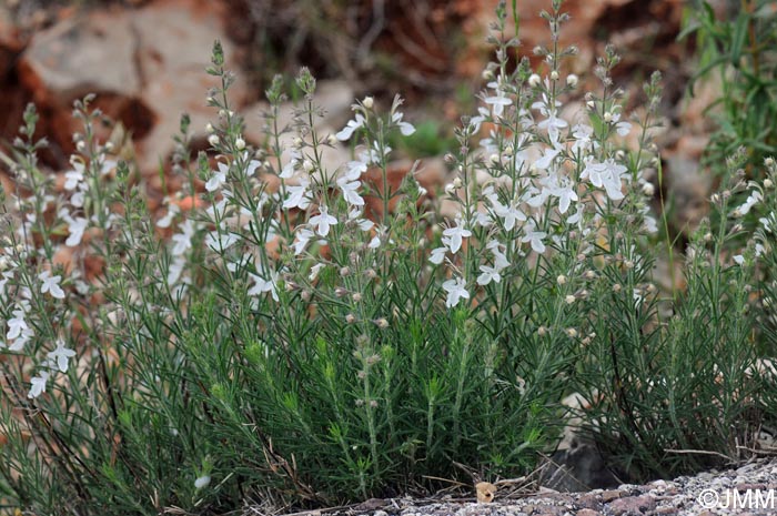 Teucrium pseudochamaepitys