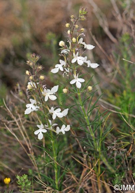 Teucrium pseudochamaepitys