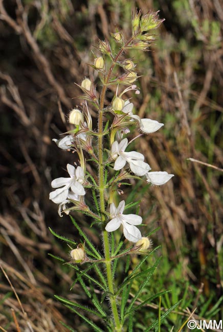 Teucrium pseudochamaepitys