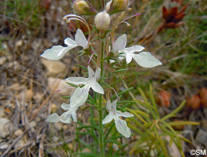 Teucrium pseudochamaepitys