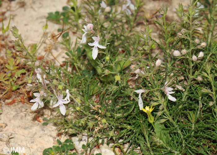 Teucrium pseudochamaepitys