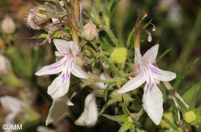 Teucrium pseudochamaepitys