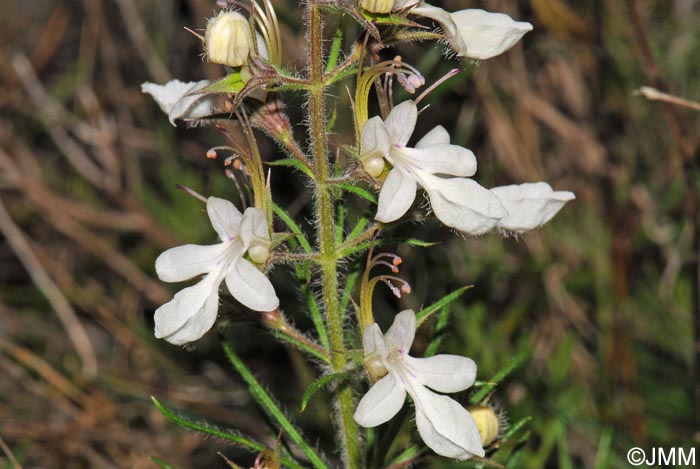 Teucrium pseudochamaepitys