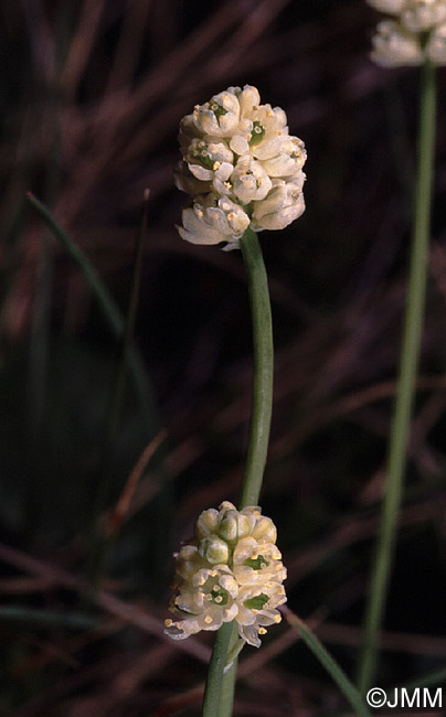 Tofieldia pusilla