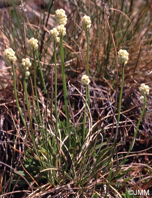 Tofieldia pusilla