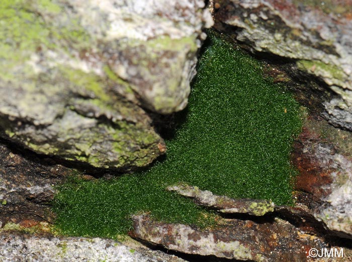 Trichomanes speciosum = Vandenboschia speciosa, gamtophyte