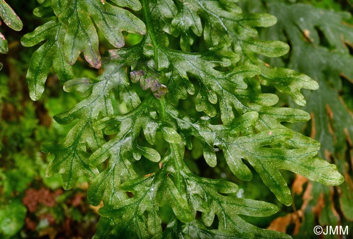 Trichomanes speciosum = Vandenboschia speciosa