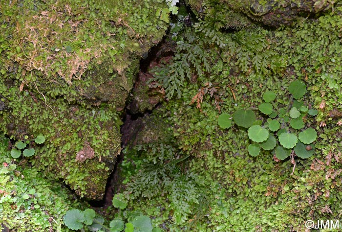 Trichomanes speciosum & Saxifraga hirsuta